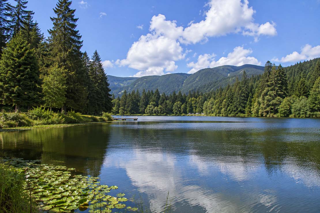 Enjoy the tranquil beauty of Deer Lake with a scenic hidden gems tour featuring peaceful waterfront views and nature surroundings.